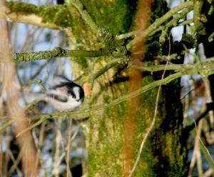 long-tailed tit close-up 2