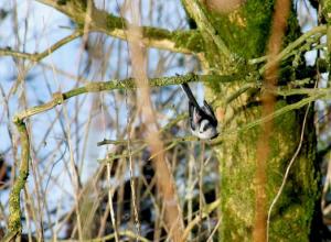 long-tailed tit close-up 3