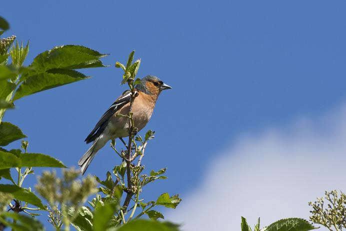Chaffinch