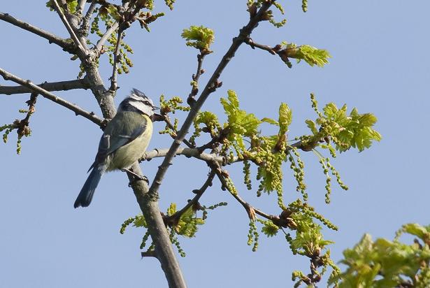 Blue Tit