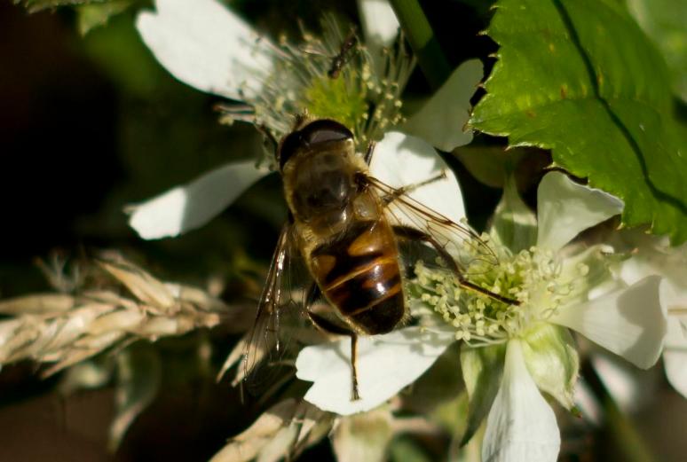 Horse Fly-ing around