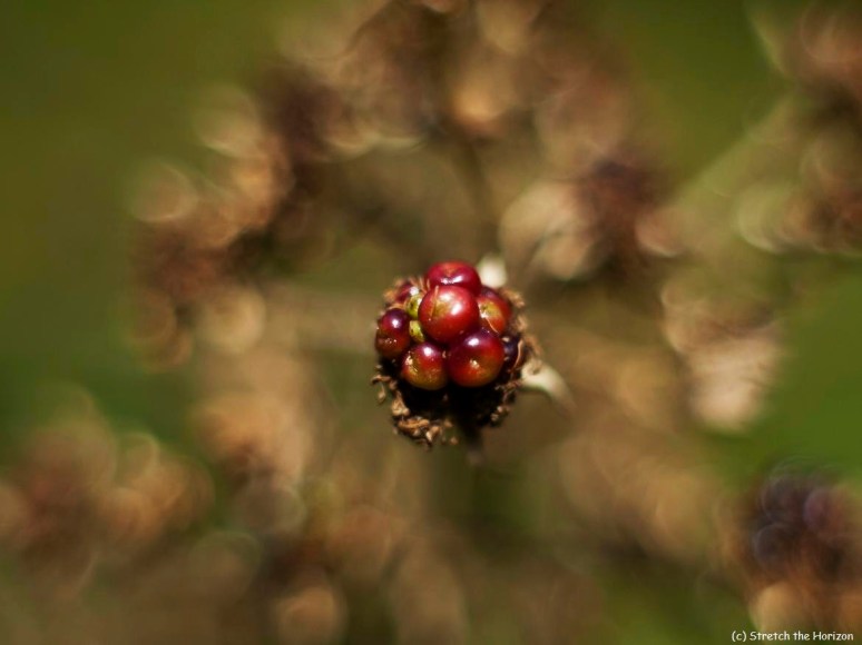 Blackberry Bokeh