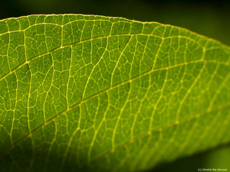 The surface of green