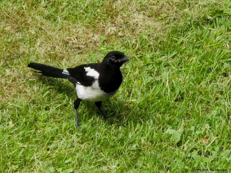 Black and white surprise