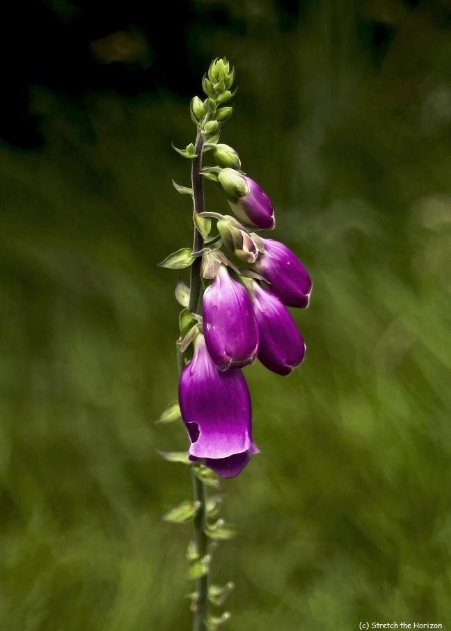foxglove swirls