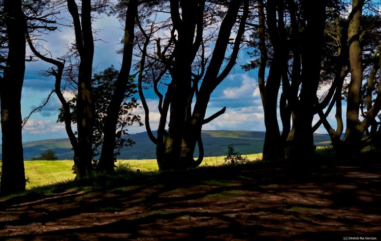 Hills through the trees