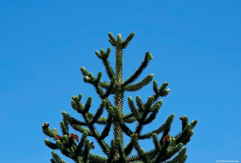 No Christmas decorations