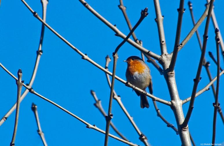 Robin in bare branches