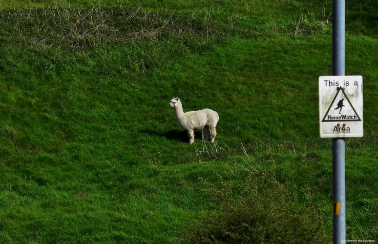 Watch out, there's an Alpaca about!