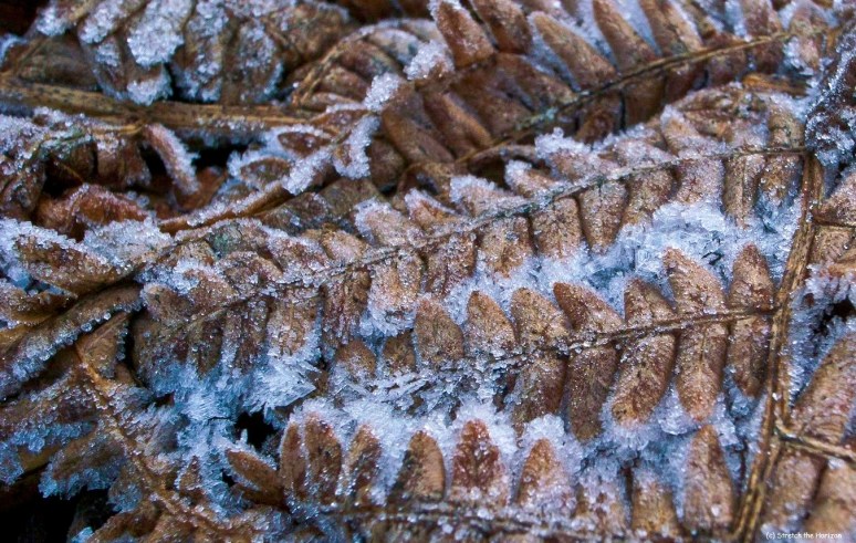 Frosted Fern