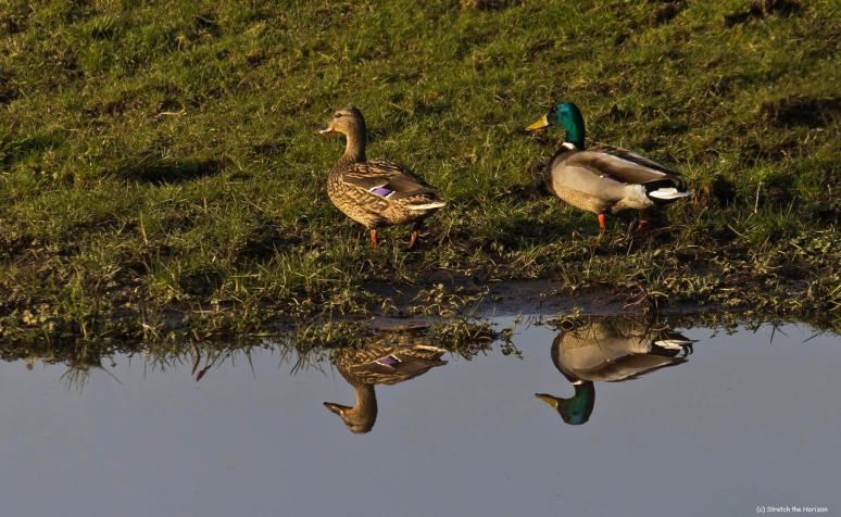 Mirrored Mallard Doppelgangers