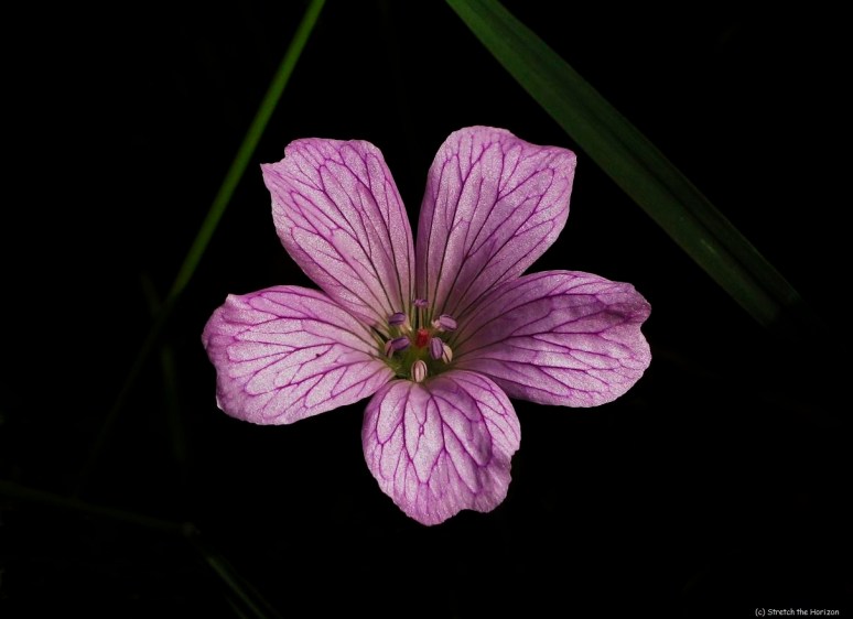 Hardy Geranium in dark