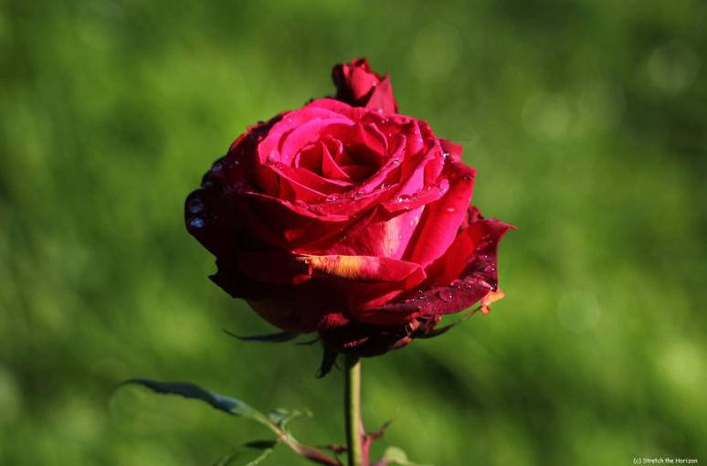 Red Rose of Lancashire