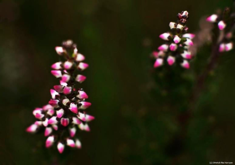 Heather buds