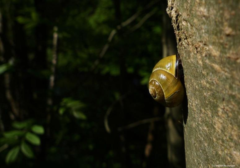 A Snail's pace...