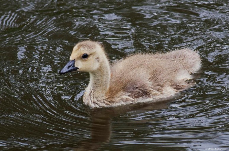 A curious Gosling