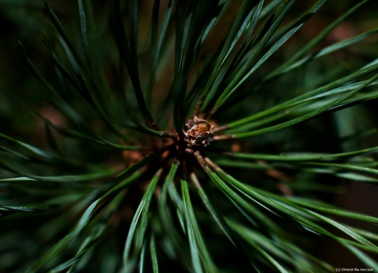 Pine needle whirl
