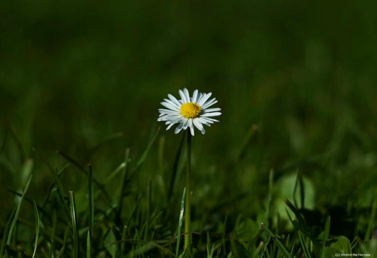 Single Daisy