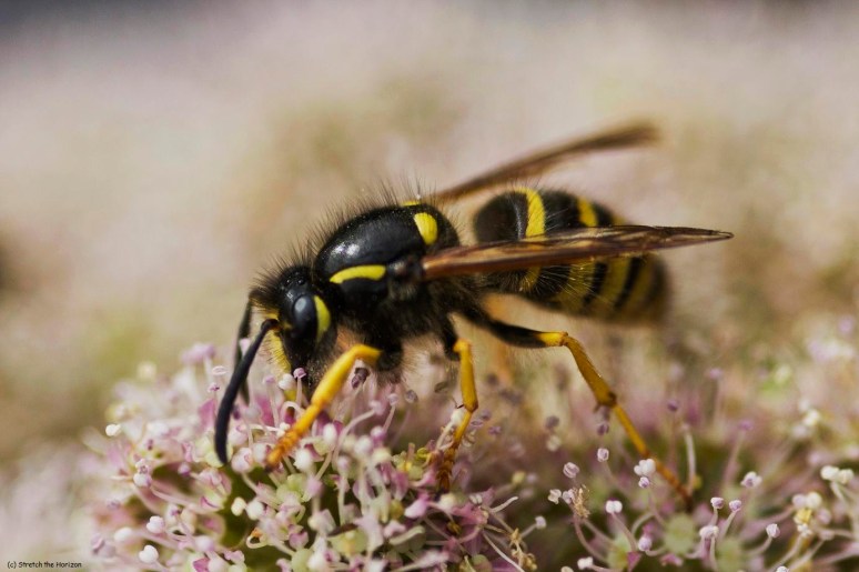 Black and yellow frenzy