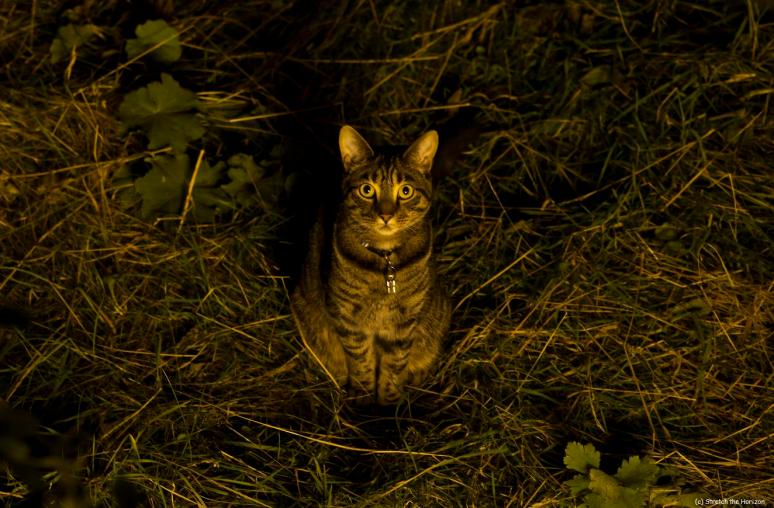 The curious Cat (slight return)