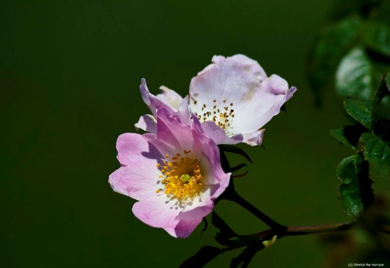 Dog Rose