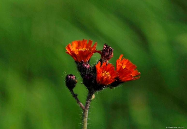 Orange Hawkweed