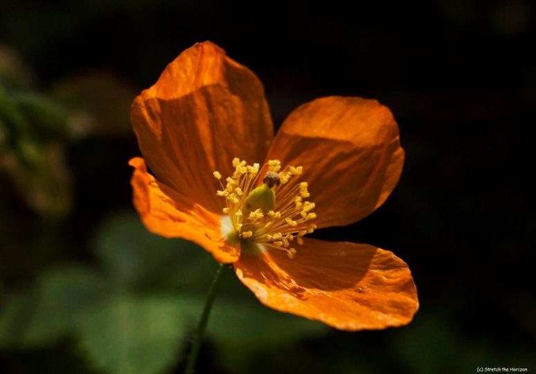Welsh Poppy