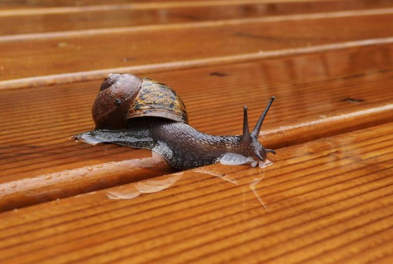 A Snail's pace