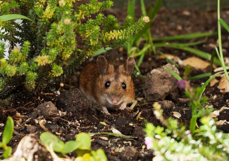 Herb garden assassin