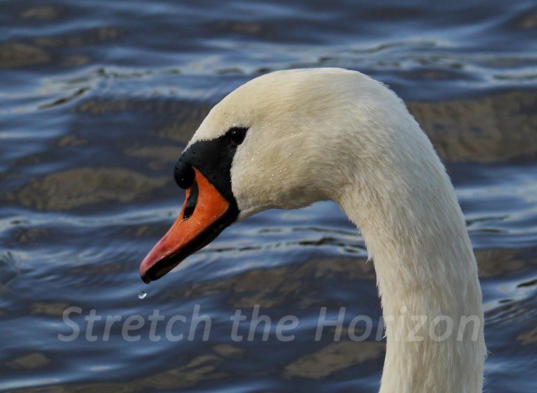 Drip (Large) watermarked