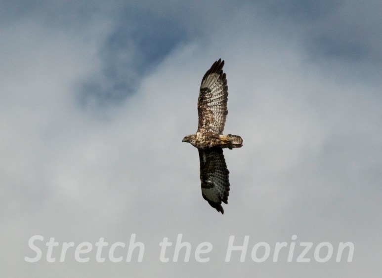 Buzzard in-flight